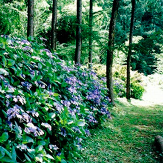 あじさいの小径